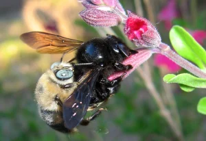 The Hidden Lives of Italian queen honey bees for sales: Secrets Exposed
