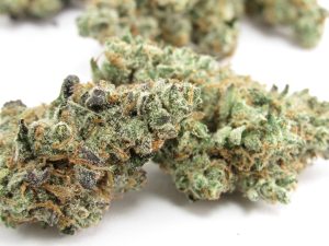 Budcargo Marijuana Dispensary Oz Deal: Finest BC Growers’ Selection